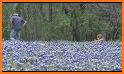 Bluebonnet related image