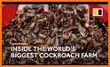 Cockroach Fest related image