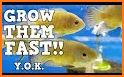 Advice : feed and grow fish related image
