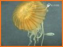 JellyfishCatching related image