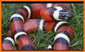 Snake Vs Color related image