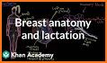 Breast Anatomy related image