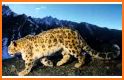 Snow Leopard Family wallpaper related image