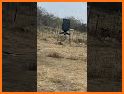 Raccoon Shooting Range related image