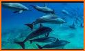 Sunset Dolphins Keyboard Background related image