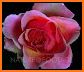 Beautiful Pink Rose Theme related image