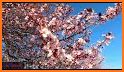 Pink Blossoms Keyboard Background related image