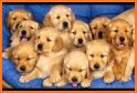 Puppy Wallpapers related image