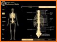 Human Skeleton Reference Guide related image