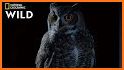 North Line OWL related image