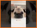 Cute Pug Puppy Keyboard Background related image