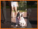 French Bulldog Wallpapers related image