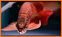 Betta Fish Live Wallpaper FREE related image