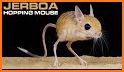Jerboa for Lemmy related image