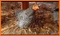 Hen Sound - Chicken Sounds - Rooster Sound related image
