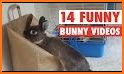 Cute Bunny House Cleaning Game related image