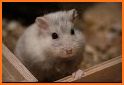 Cute Hamster Wallpaper related image
