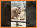 Shoot Couple Animals related image
