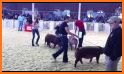 World Pork Expo related image