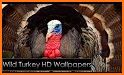 Turkey Wallpapers related image