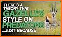 Gazelle related image
