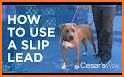 Leashes & Leads related image