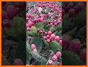 Catch The Fruits related image