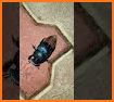 Puka related image