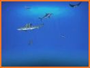 Sharks. Video Wallpaper related image