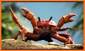 Crab Out related image