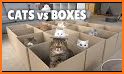 Box Cat related image