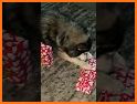 Xmas Dog WF by HuskyDEV related image