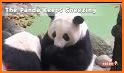 Panda sneeze camera related image