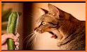 😻 Kitten & Cute Cat Wallpaper HD 😻 related image