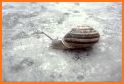 Snail Runner related image