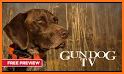 Gundog related image