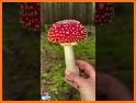 Mushroom Finder:  identification, wallpaper related image