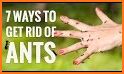 HOW TO GET RID OF ANTS related image
