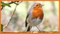 Animals and Birds Ring Tones related image