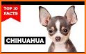 Chihuahua related image