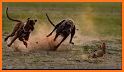 Wild Greyhound Dog Racing related image