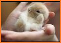 Cute & Tiny Baby Care - My Pet Kitty, Bunny, Puppy related image
