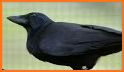 Kila: The Smart Crow related image