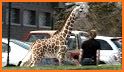 Amusing Calf Giraffe Escape related image