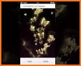 Glitter Golden - Butterfly Theme for Android related image