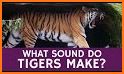 Tiger Communications related image
