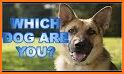 What dog breed are you? Test related image