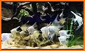 Angel Fish related image