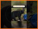Bear Hunter: Jungle Wild Animal Sniper Shooting related image
