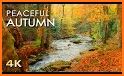 Autumn Forest Live Wallpaper related image